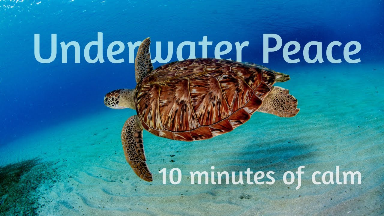 Underwater Peace: 10 minutes with Sea Turtles