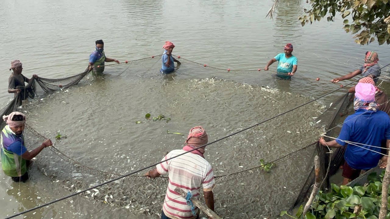 আমাদের গ্রামের বড় পুকুরে বিশাল জাল | দারুণ মাছ ধরা | Village Fishing