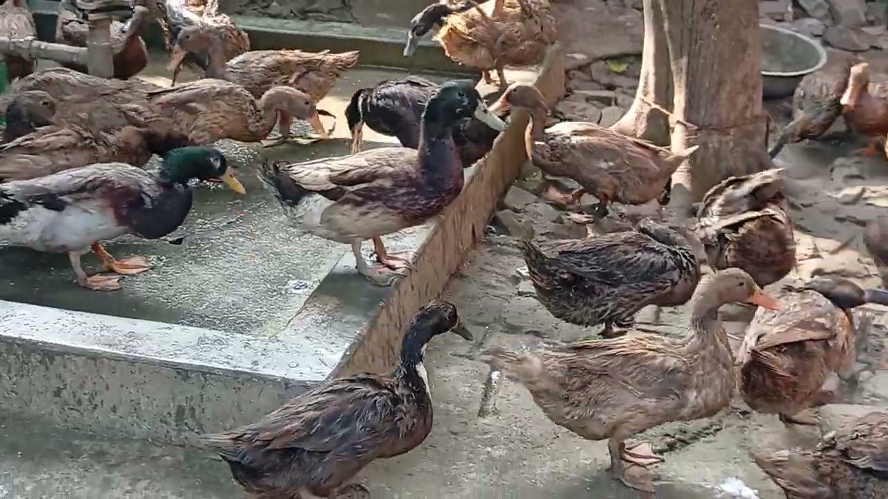 হাঁস পালনের পদ্ধতি, খাকি কেম্বেল হাঁসের খামার,হাঁসের কৃমির ওষুধ, হাসের চুনা পায়খানা, duck Farm 