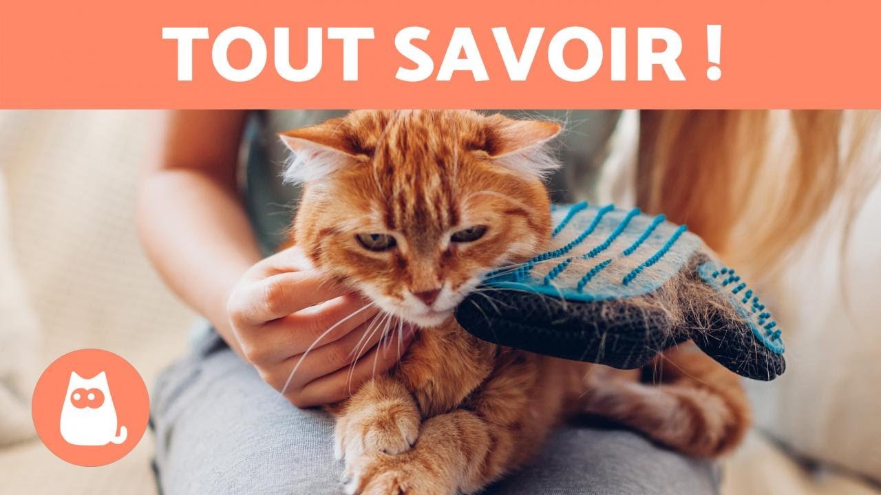 Perte de poils chez le CHAT 🐱🐾 (Définition, Saison et Soins relatifs à la MUE)