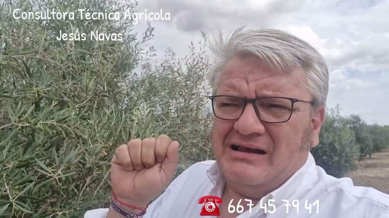 CUAJADO  en Hojiblanco Secano
