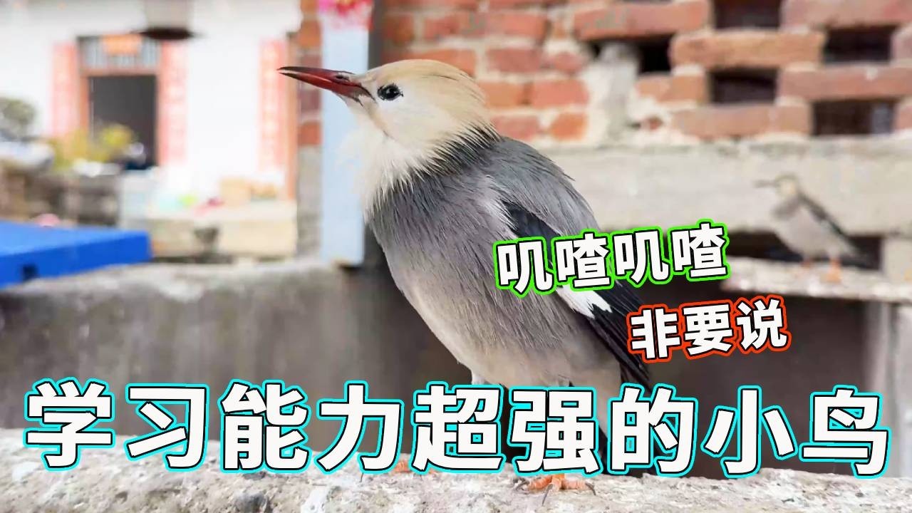 眼前这只小鸟偷学能力真的很强，才几天就偷师二驴学会了不少话！可惜它兄弟再也没回来了 ，希望是跟着族群飞走了！【天下一场梦】