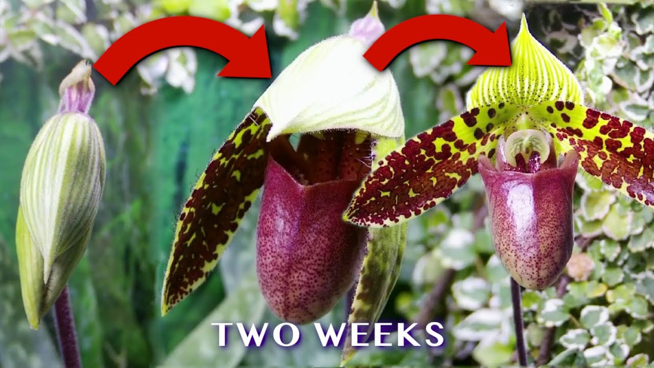 Time lapse Paphiopedilum orchid - Bud to flower two weeks