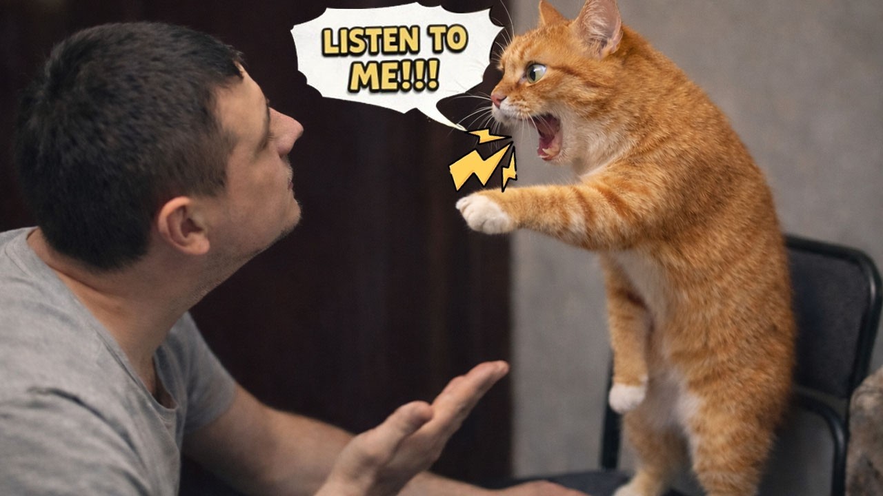 My Cat Talks Like a Human Now… 😭🐱 | Funniest Talking Cat Ever