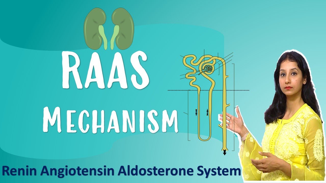 Renin Angiotensin Aldosterone System I RAAS Mechanism I Animal Physiology I NEET CSIRNET GATE CUET
