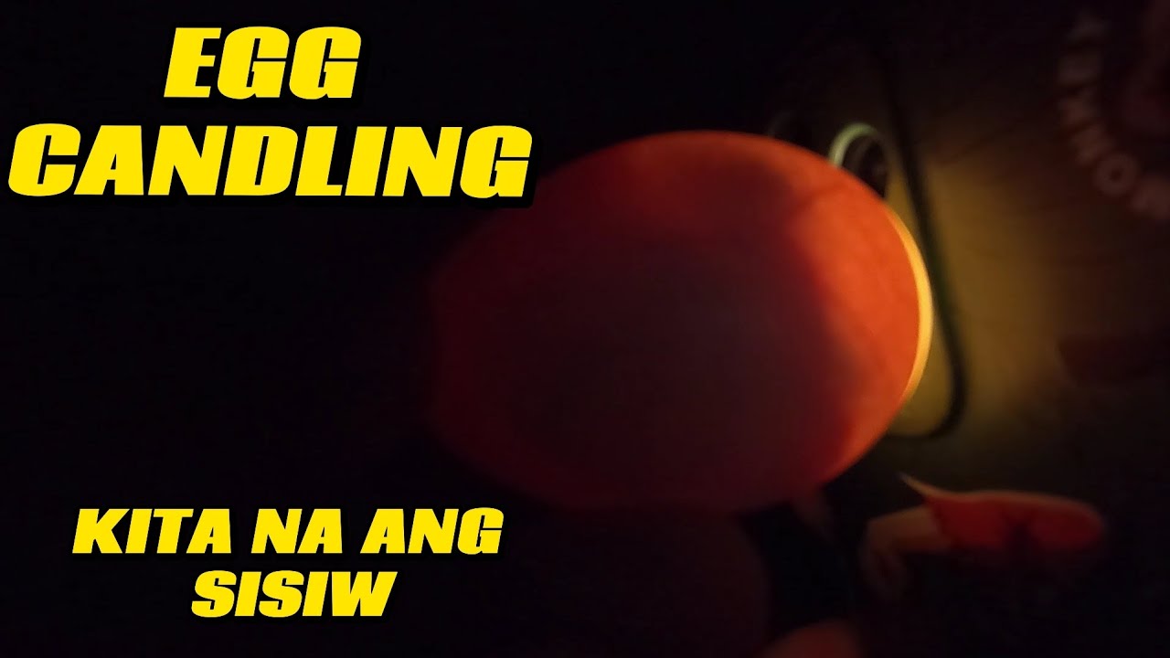 VLOG 441: EGG CANDLING PARA MALAMAN KONG MAY SIMILYA ANG ITLOG