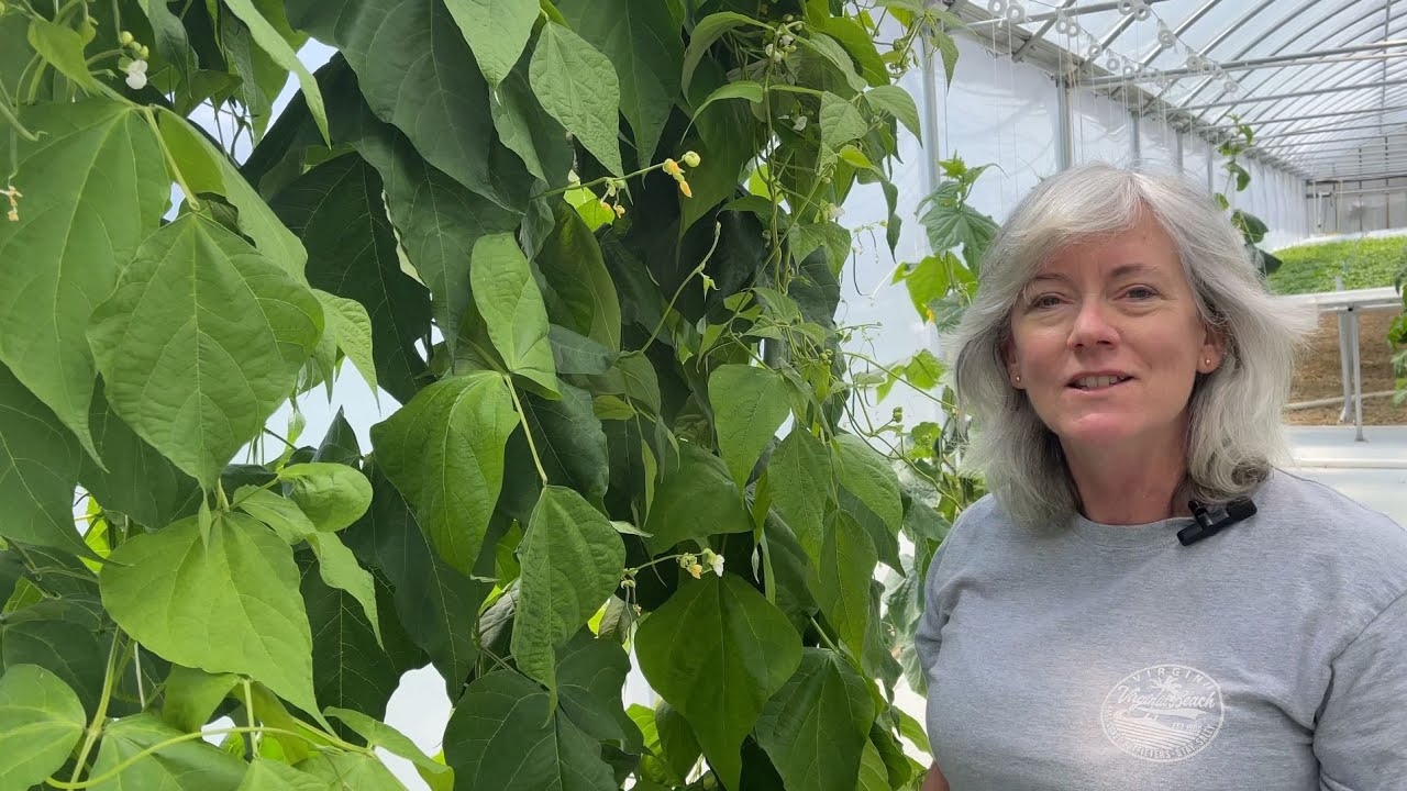 Perfect Hydroponic Bato Bucket Tomatoes!