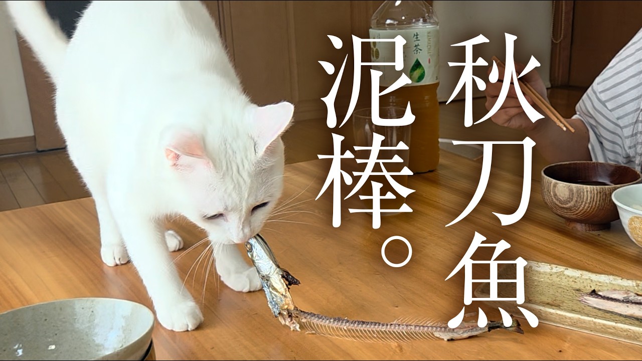 魚が大好きな白猫。