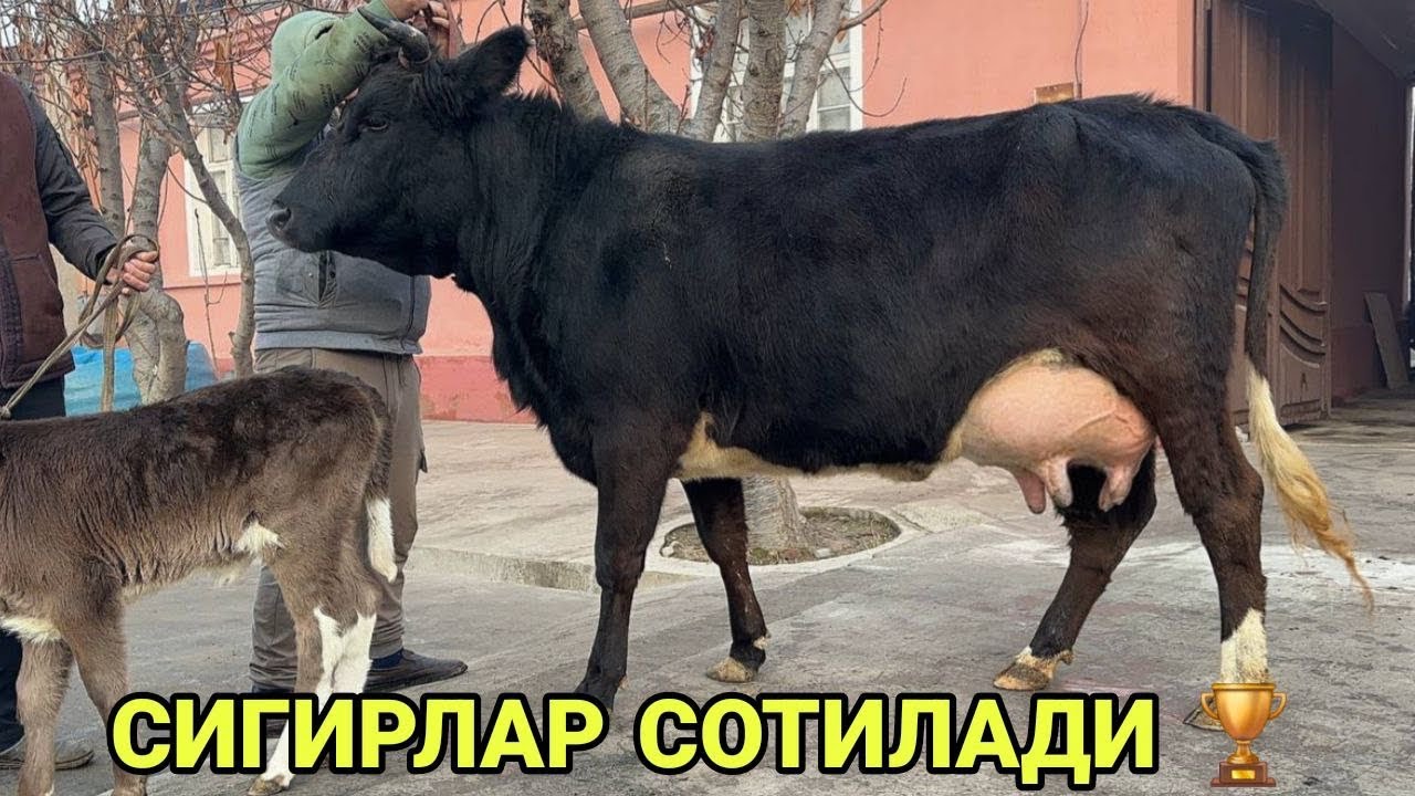 СУТЛАРИ КУП СУТДОР СИФАТЛИ 3 БОШ СИГИРЛАР СОТИЛАДИ SOTILADIGON SIGIRLAR NARXLARI 21 января 2026 г