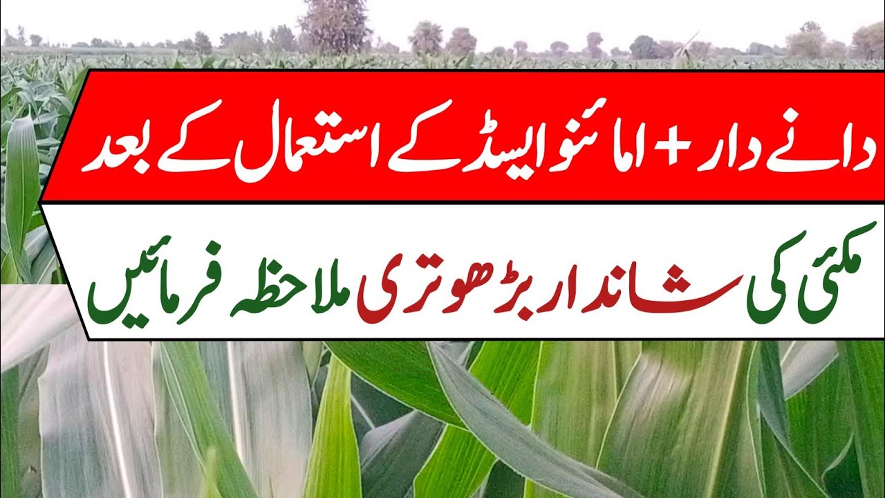 See the amazing Maize growth after using Daany Dar + Amino Acids || Pak Agriculture 