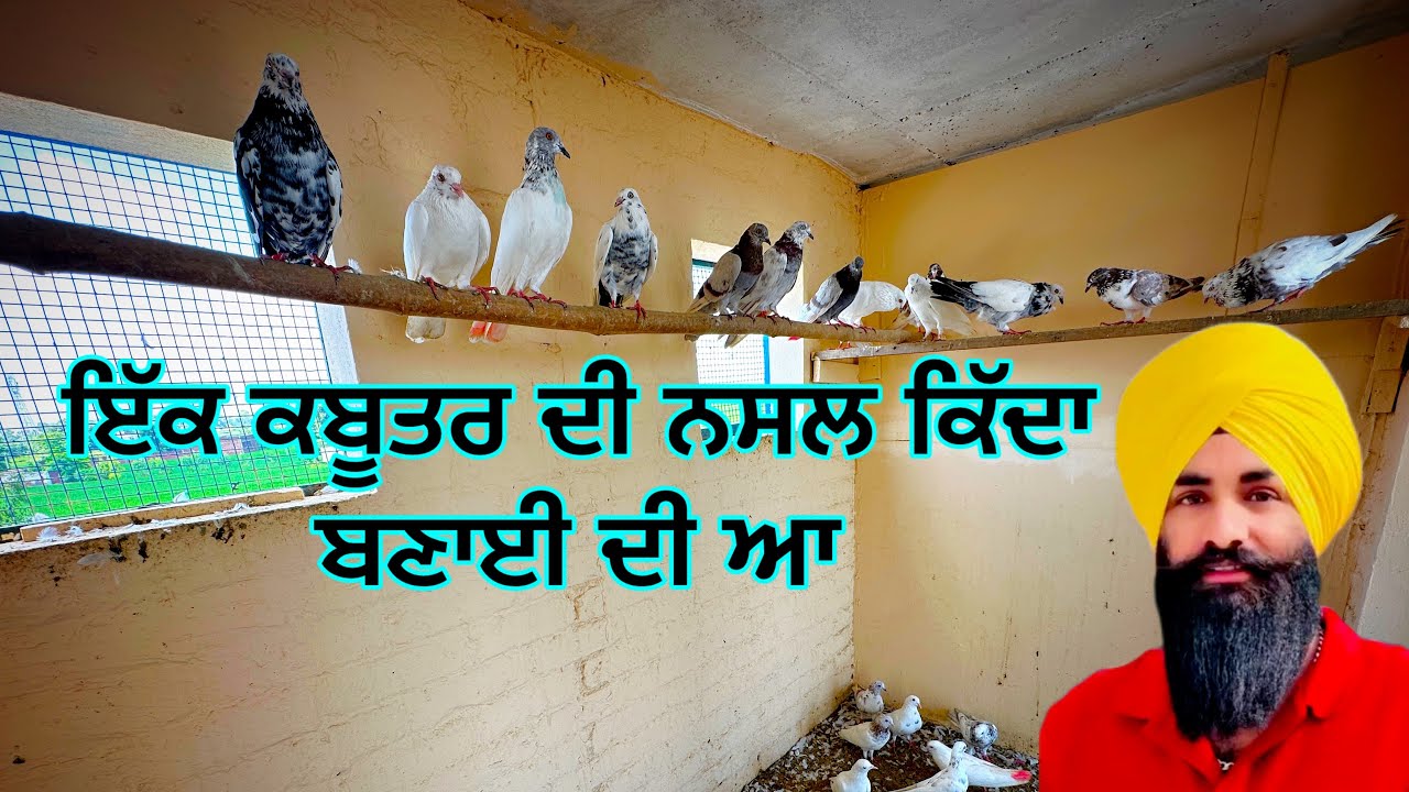 ਇੱਕ ਕਬੂਤਰ ਦੀ ਨਸਲ ਕਿੱਦਾ ਬਣਾਈ ਦੀ ਆ @GopiMalikpur 