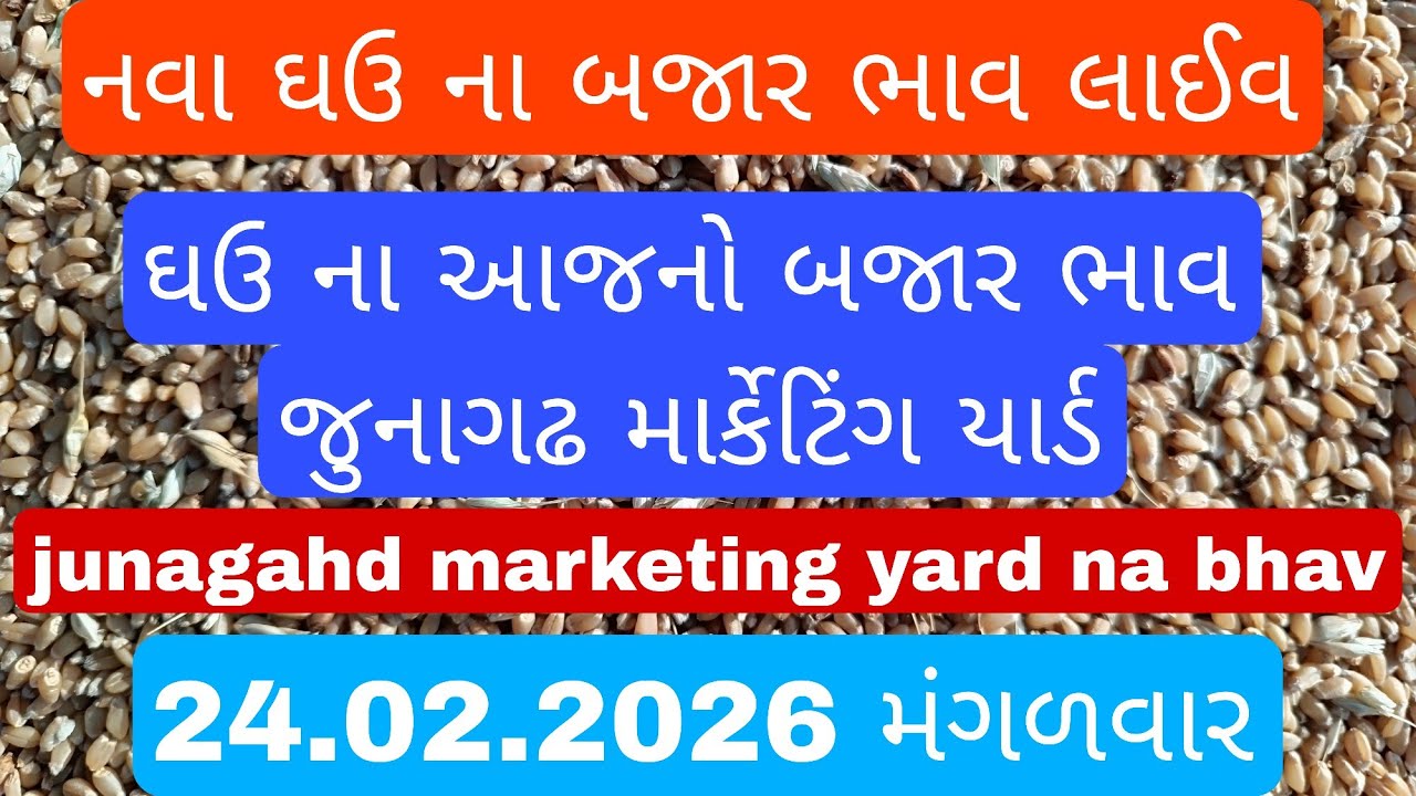 ઘઉ ના બજાર ભાવ / ઘઉ ના ભાવ આજના / નવા ઘઉ ની હરાજી લાઈવ / 24.2.2026 / junagadh marketing yard