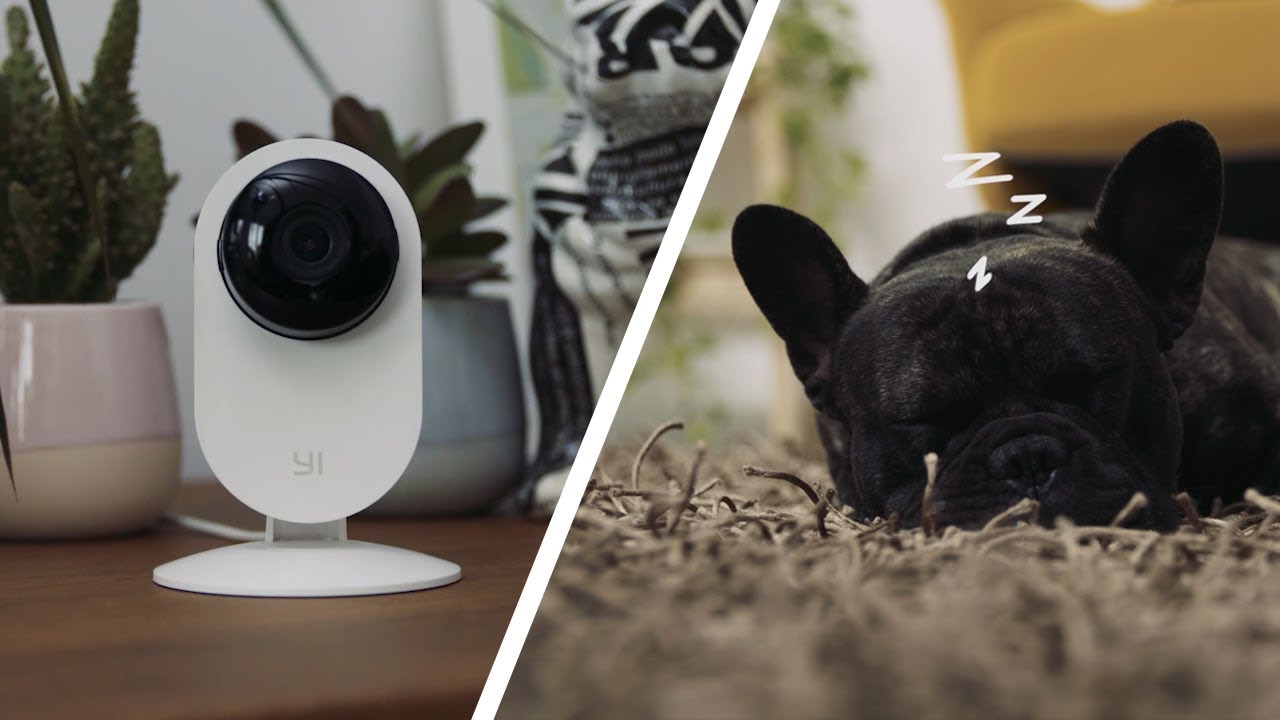 Kamera dla psa/ kota. YI Home - Kamera domowa wifi / ip do obserwacji pupila. Monitoring domowy.