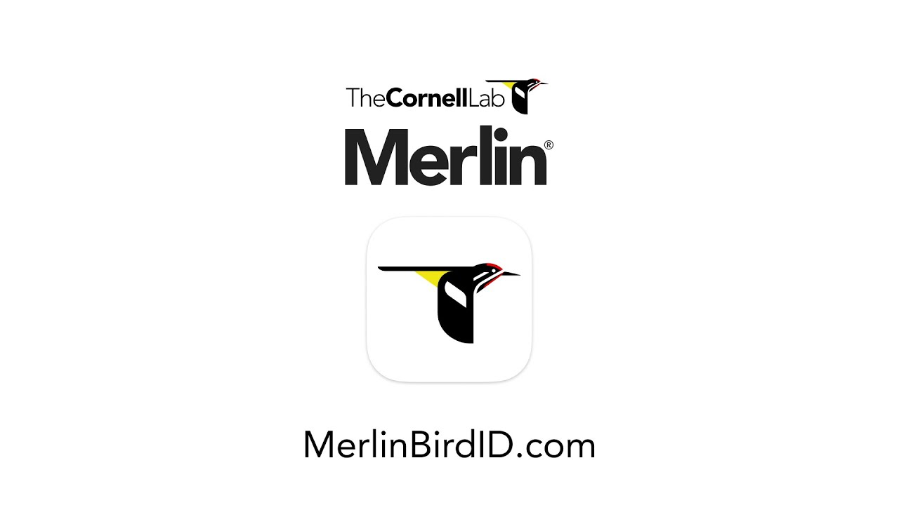 Merlin Bird ID--Free app from the Cornell Lab