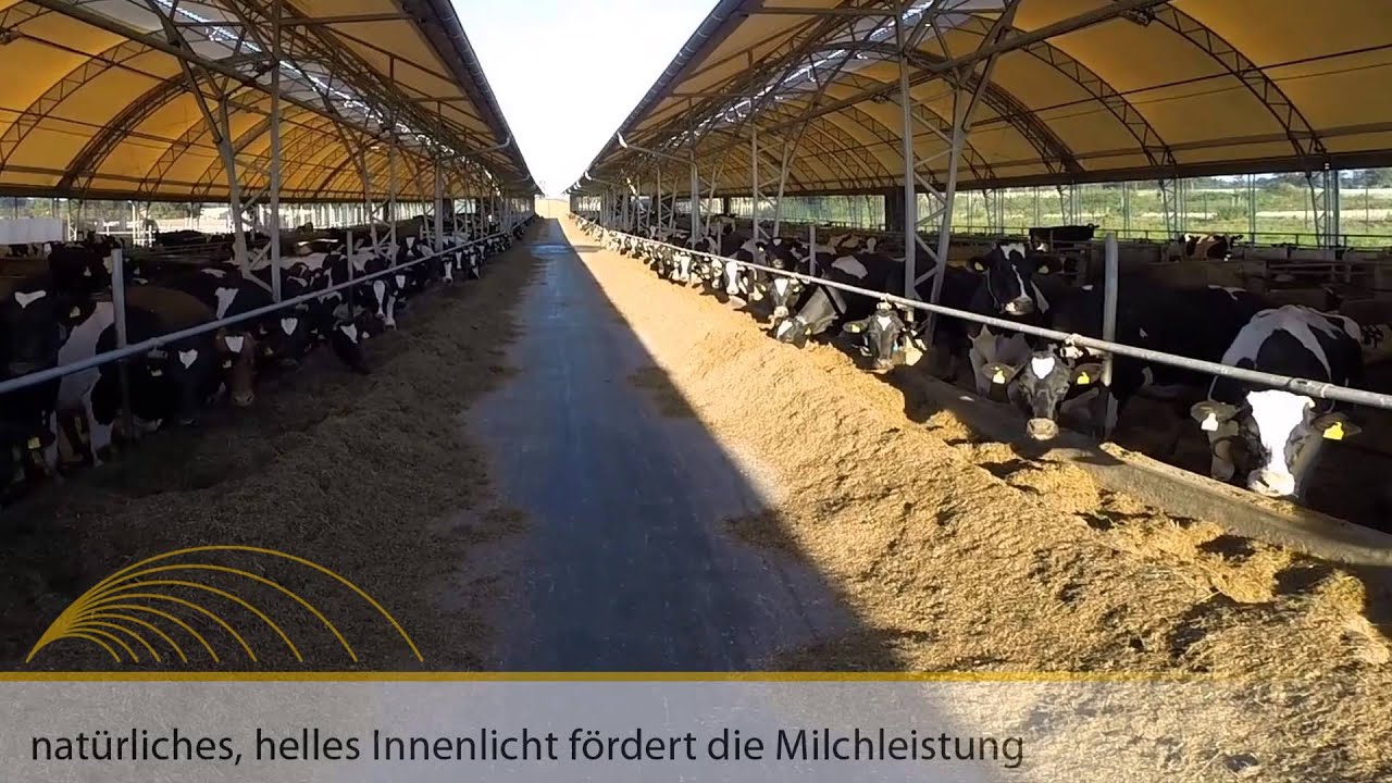 Hallen für die Milchviehhaltung