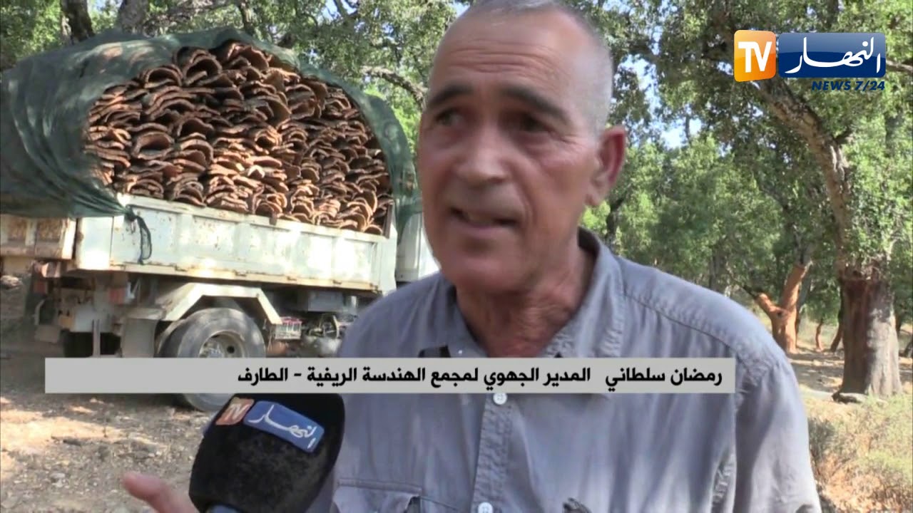 الطارف: إنتاج الفلين يحقق قفزة نوعية ومصالح الغابات تنقذ مساحاته من الحرائق