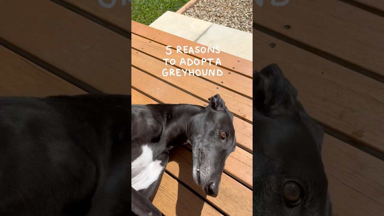 5 powod&oacute;w, dla kt&oacute;rych warto adoptować charta 🐾 #charty #adoptacjazwierząt #ratowaniechart&oacute;w