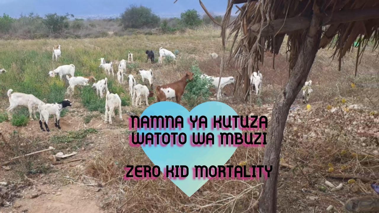 NAMNA YA KUTUZA WATOTO WA MBUZI (ZERO KID MORTALITY)