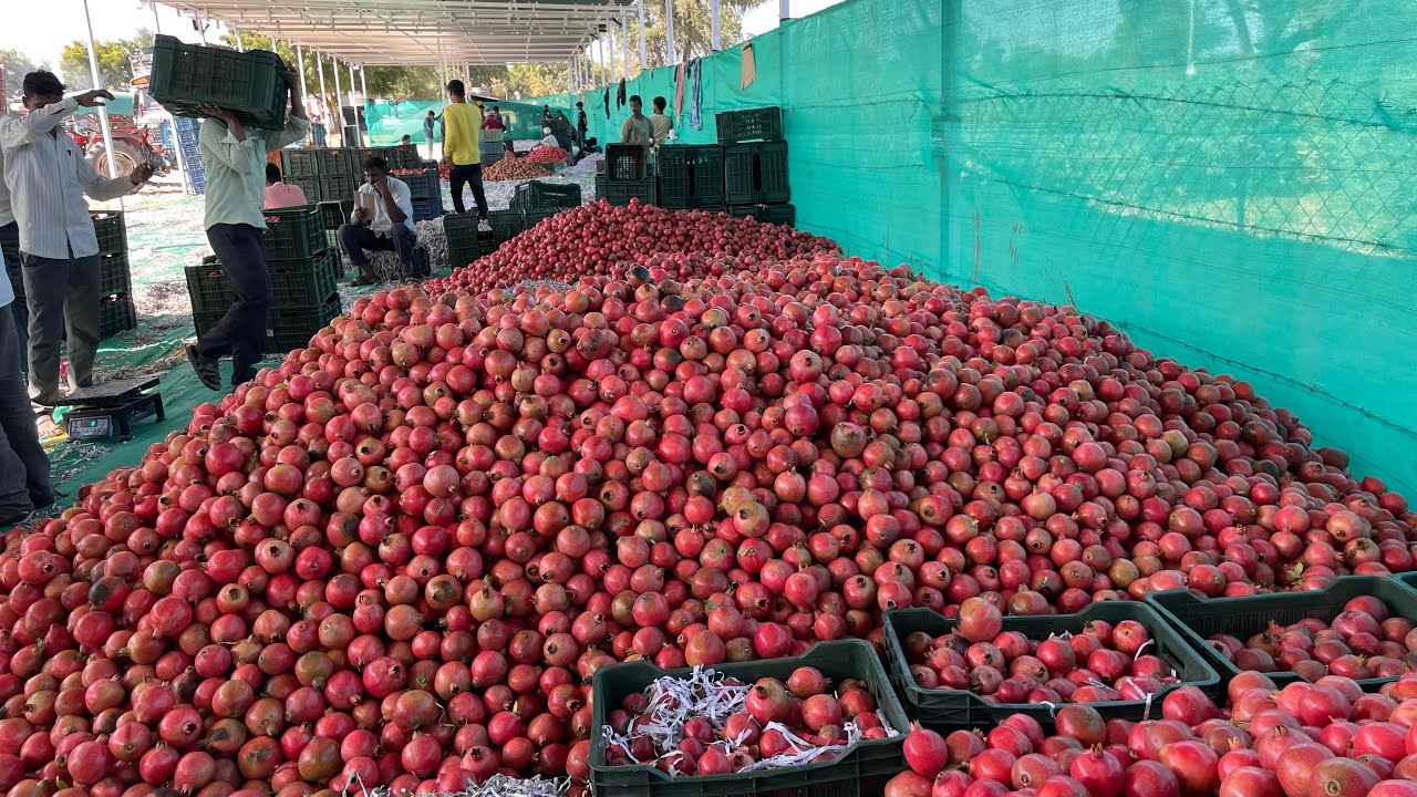 “Jeewana Fruit Market” Jeewana Fresh Pomegranate Mandi Update 17-12-2022 @Thartechnicalfarming