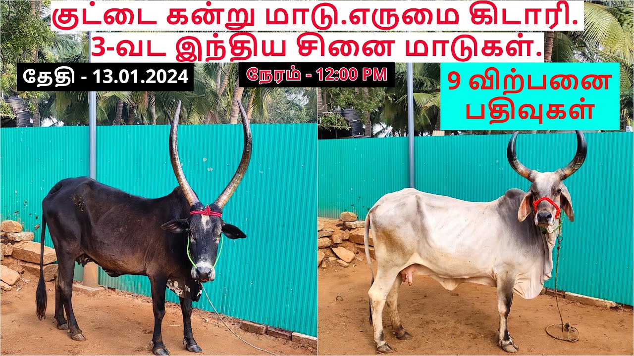 9 விற்பனை பதிவுகள்.குட்டை கன்று மாடு.எருமை கிடாரி.3-வட இந்திய சினை மாடுகள்.