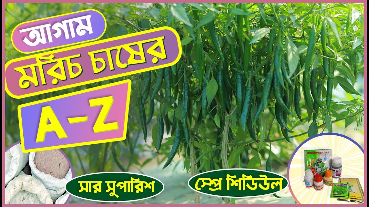 স্মার্ট পদ্ধতিতে আগাম মরিচ চাষের A to Z | সার সুপারিশ | স্প্রে শিডিউল |Agro-1 seed