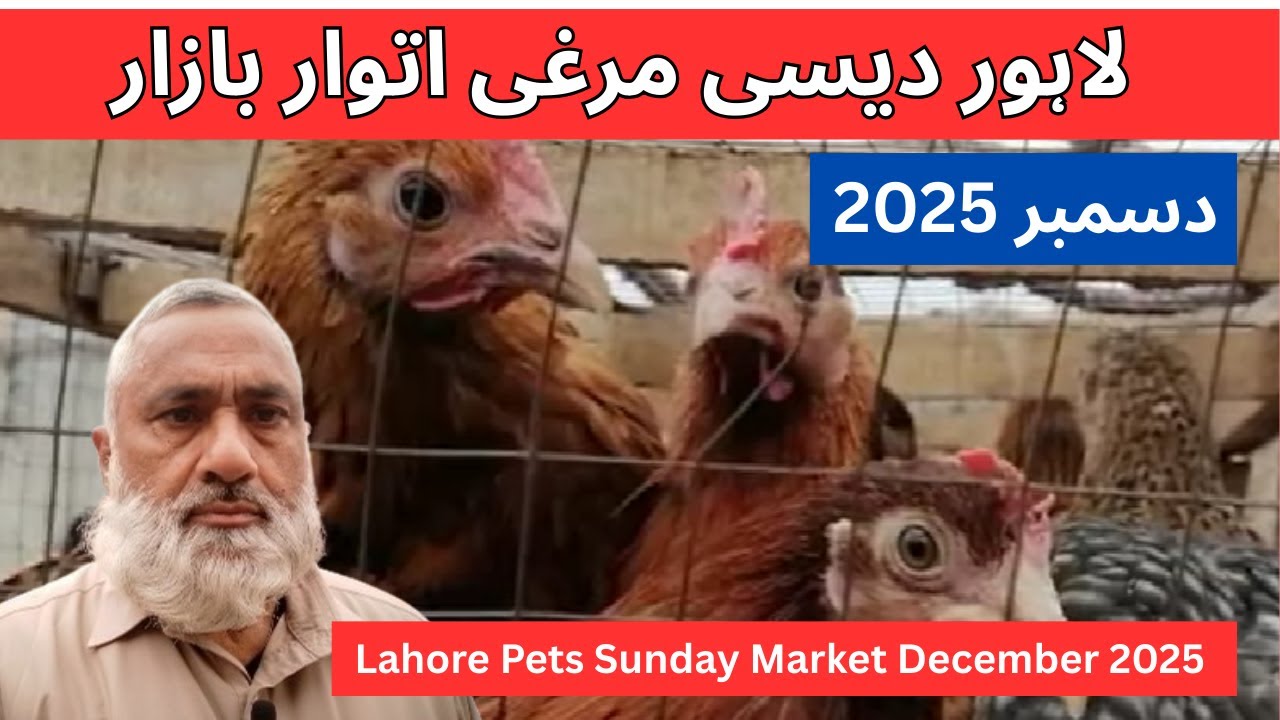 Lahore Pets Market Sunday Vlog | Prices, Variety & Reality | Location. Nadia Ghee Mill | 2025 Bazar