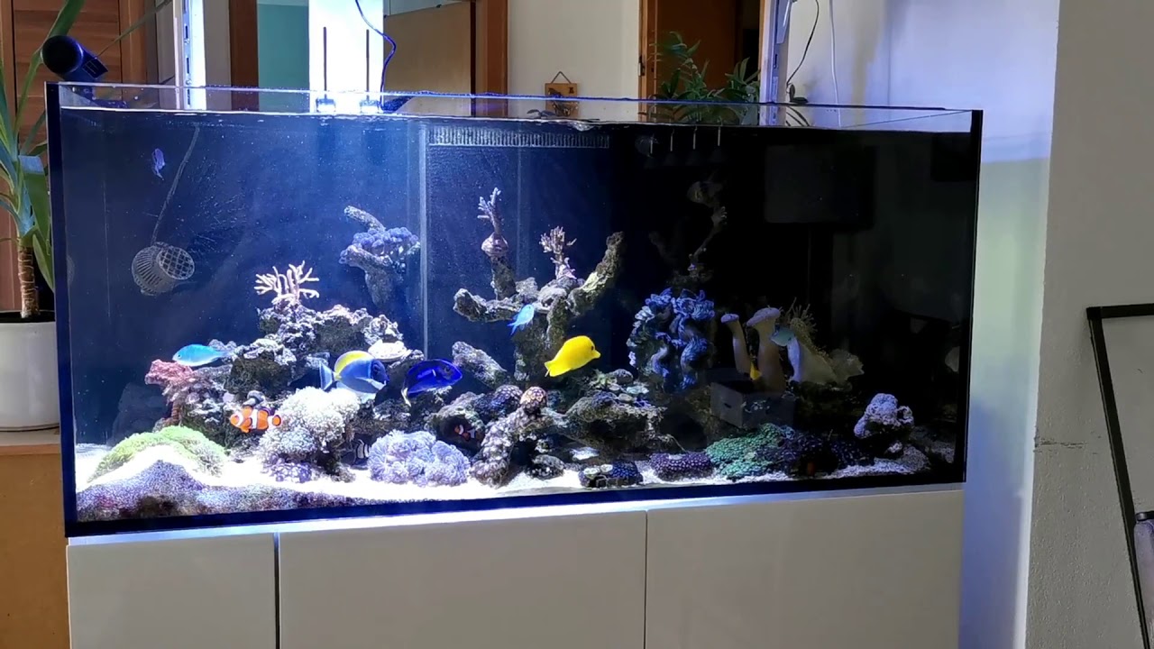 Vorstellung Aqua Illumination Hydra 26 HD und Erklärung Meerwasser LED Beleuchtung Lampe