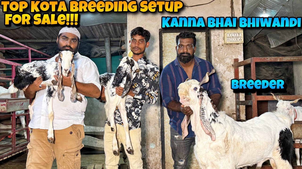 Top Breedline KOTA BREEDING SETUP of BHIWANDI | TOP BREEDLINE KOTA KIDS For SALE!!!!