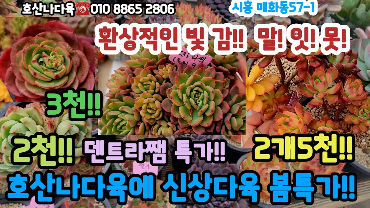 호산나다육 봄신상특가 입고!! 2천부터 만원이하 다육 대박!#초보다육 #다육쇼핑