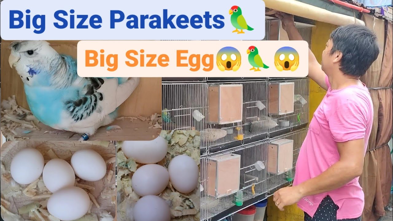 Vlog414 Sugod Aviary Part 2 Austin Mini Aviary Hagoromo Breeder Ang Lupet😱🦜😊😍