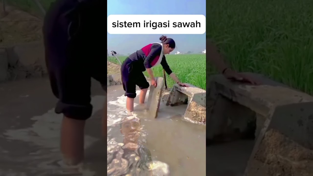 Sistem irigasi sawah#shorts #reaction