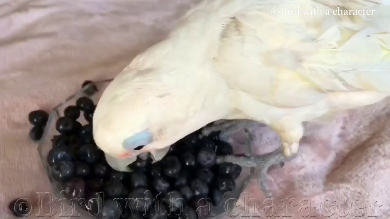 Blueberry battle