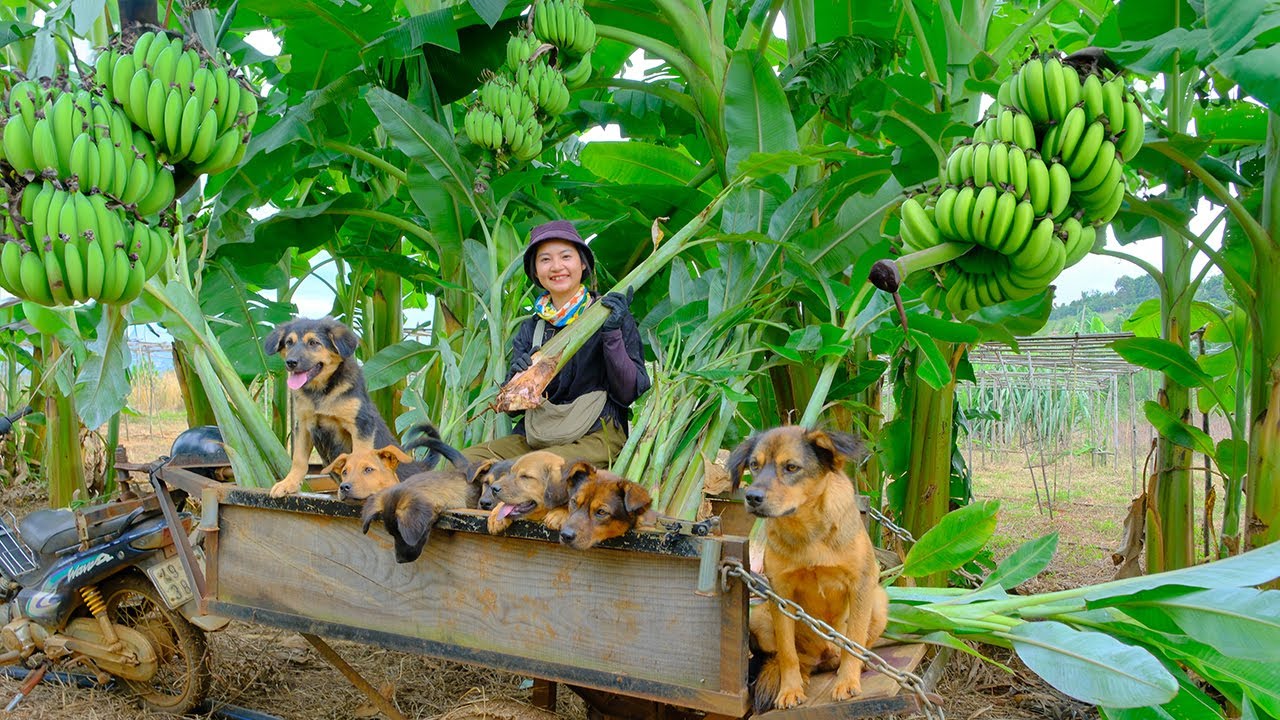 Harvesting Young Banana Plants for Seedlings Goes To Market Sell | Cooking, Farm | Tieu Lien
