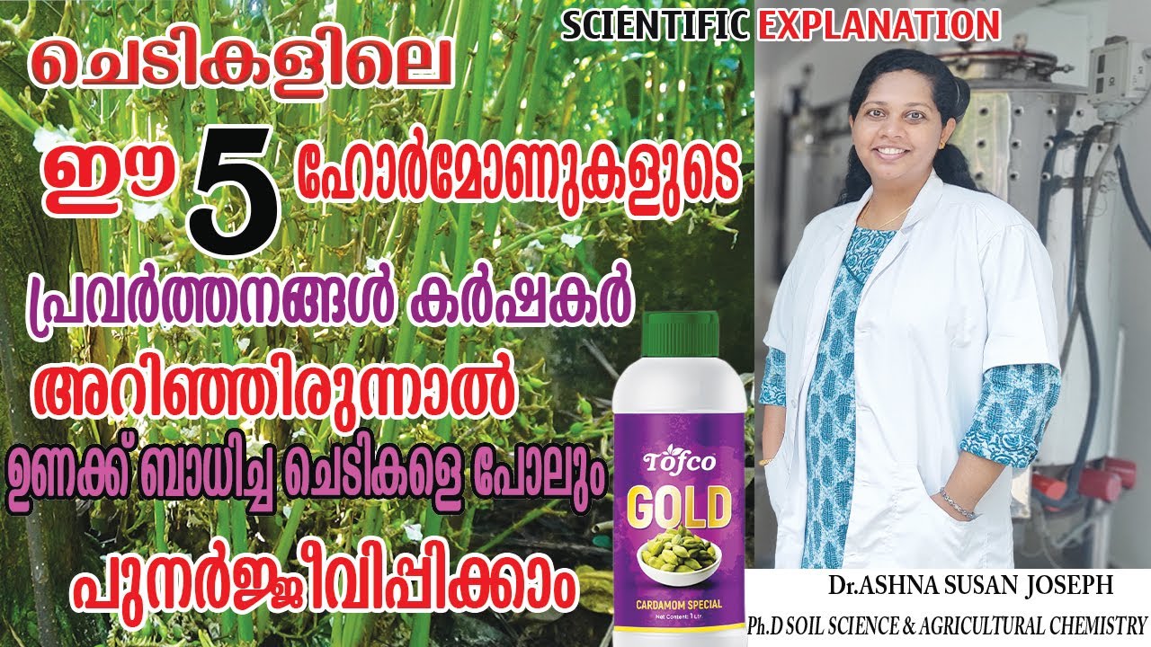 ഉണക്ക് ബാധിച്ച ഏലം കൃഷി പുനർജീവിപ്പിക്കാം ചിട്ടയായ പരിപാലനത്തിലൂടെ |  Cardamom  cultivation