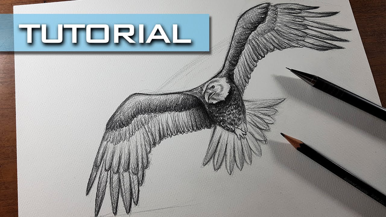 Aprende a Dibujar esta Águila Semi Realista en 1 hora