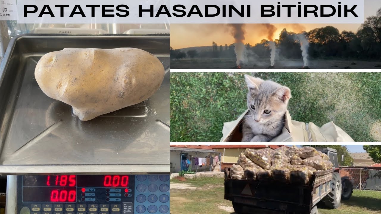 1 PATATES 1185 gr ~ 1 DEKAR 4 TON