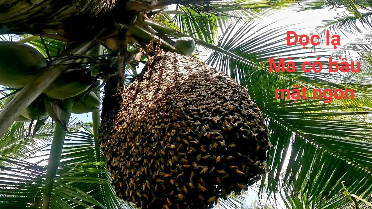 Tổ ong đống kểu đọc lạ ai ngờ được bầu mật như ý