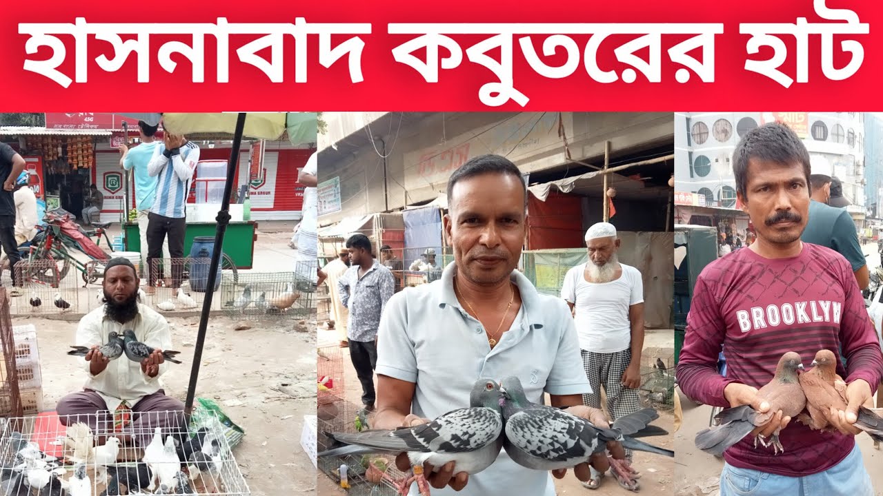০৫/১১/২০২৫,হাসনাবাদ কবুতরের হাট।আজ রোজ বুধবার/Hasnabad kobutor hat.big pigeon market Bangladesh 2025