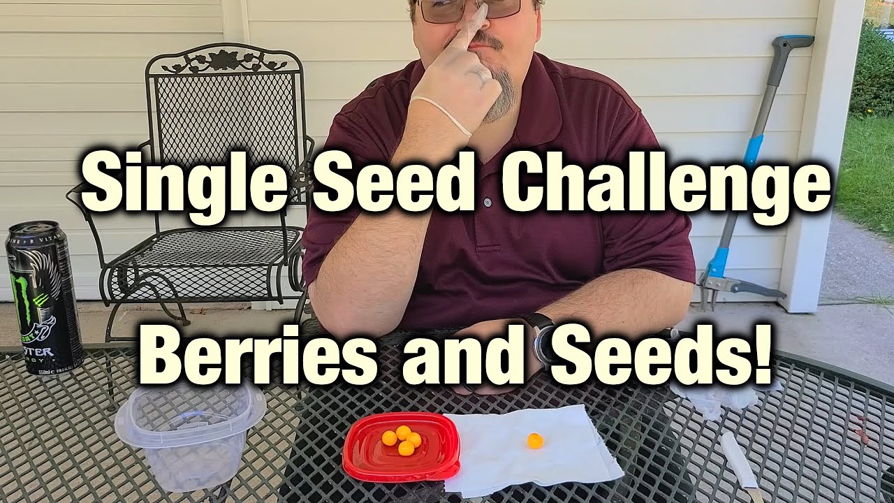 Single Seed Challenge 2023 - Ripe Fruit!