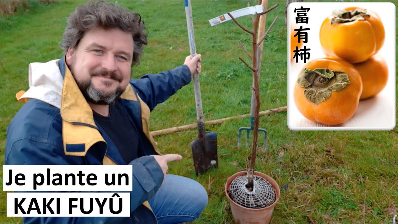 Je plante un KAKI FUYÛ en conteneur... ha euh... non, en racines nues