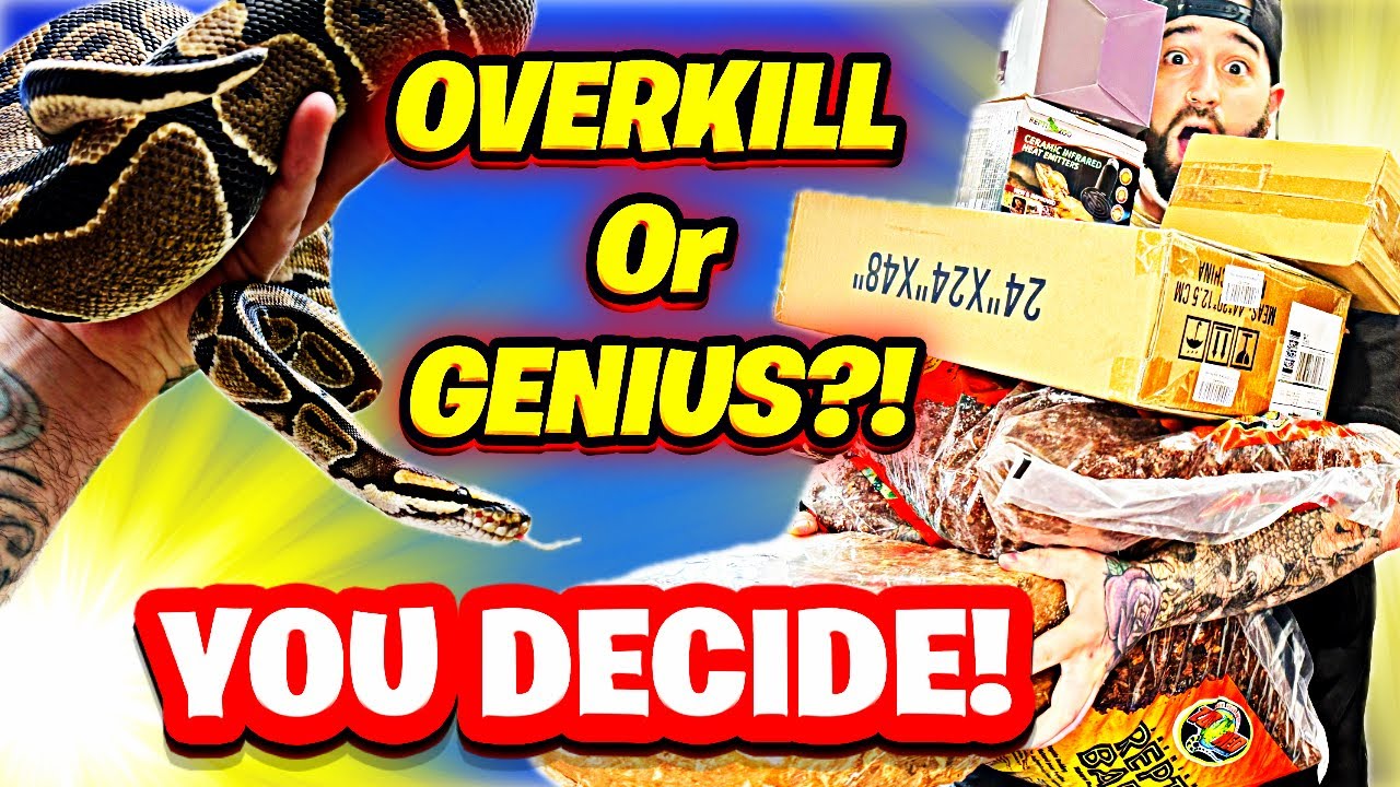 The BEST Ball Python & Boa Constrictor Enclosure Setup! & The BEST Substrate!