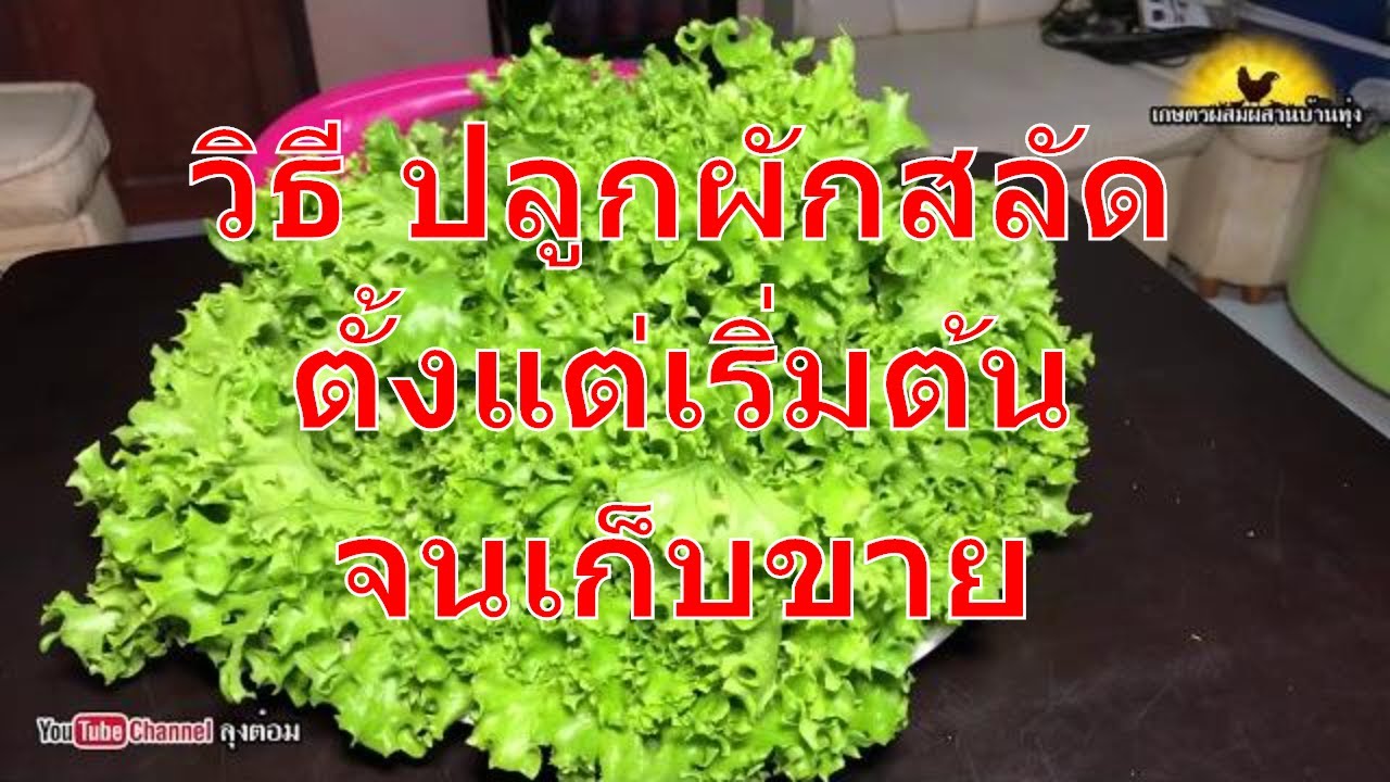 วิธี ปลูกผักสลัด ตั้งแต่เริ่มต้น จนเก็บขาย เกษตกรมือใหม่ปลูกผักสลัด |ลุงต๋อม เกษตรผสมผสานบ้านทุ่ง