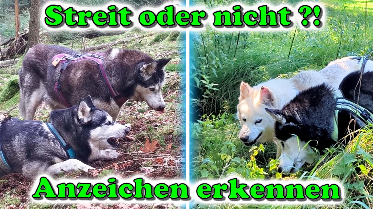 Dein Hund zeigt Aggression? So klären Hunde Streit ohne Eingreifen (Die Körpersprache entschlüsseln)