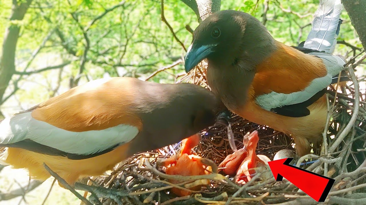 Mom birds feeding water for newborn babies @birdsandbaby8259 