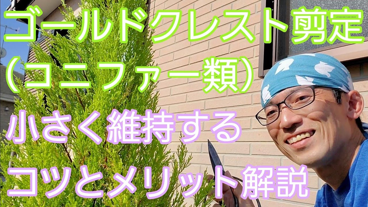 【ゴールドクレスト(コニファー)の剪定】小さく維持するのに必要な手入れのコツとメリット🌲🔍️