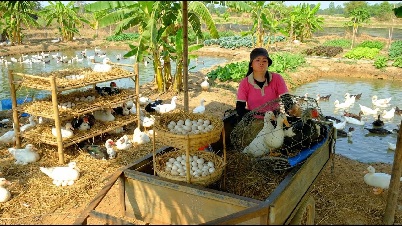 Harvest Full Cart Of Duck Eggs & Muscovy To Sell At The Market – Buy More Chickens To Raise, Garden