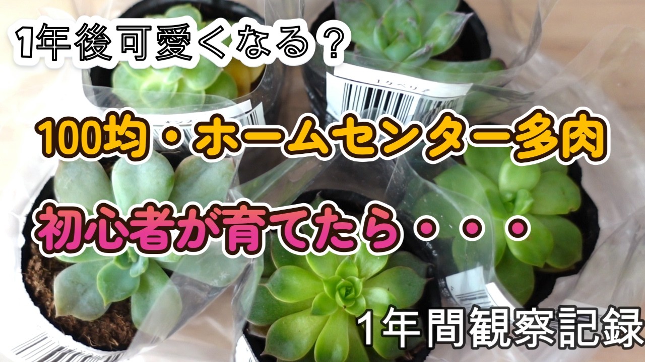 ＃1「多肉植物」100均・ホームセンターの多肉初心者が育てたら・・・可愛くなる？1年間観察記録