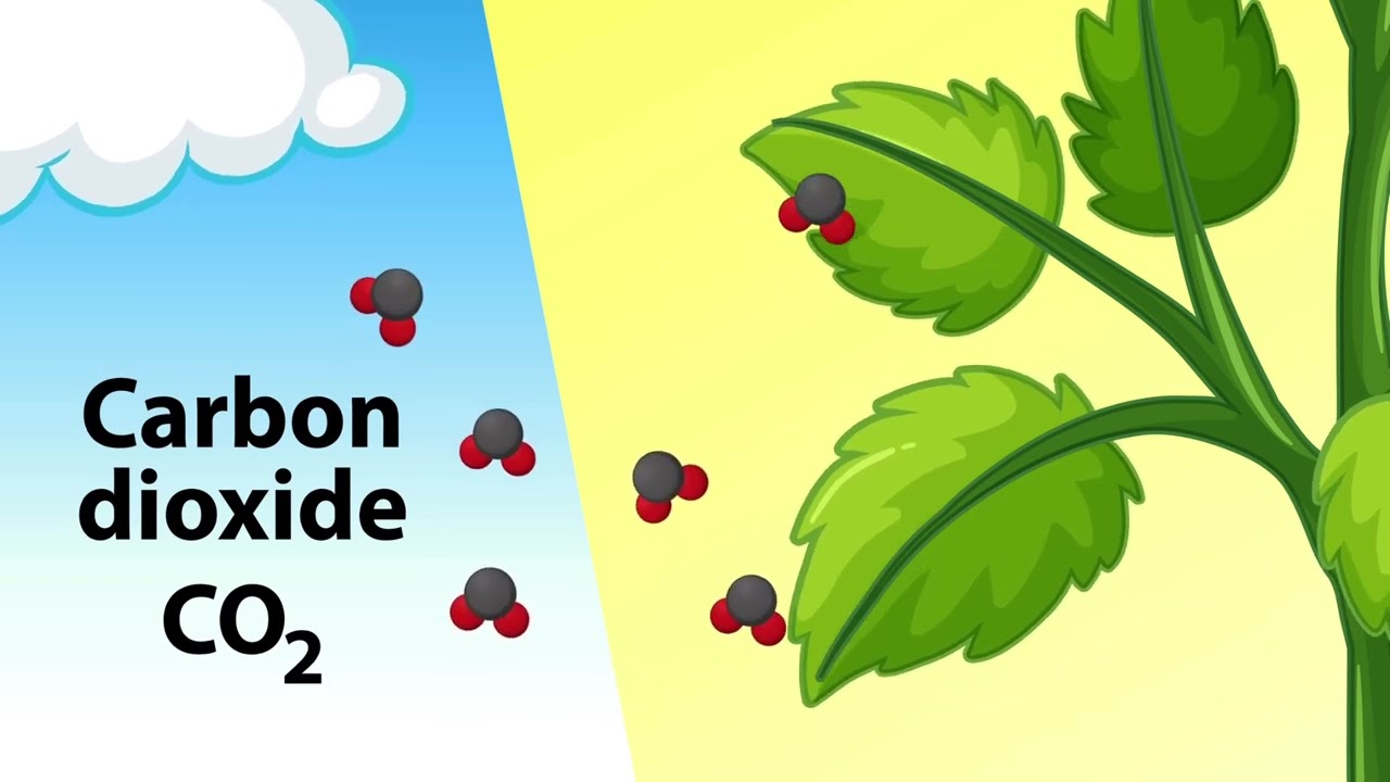 🌿 How Do Plants Make Their Own Food? | Photosynthesis Explained in 1 Minute 🌞💧🌱