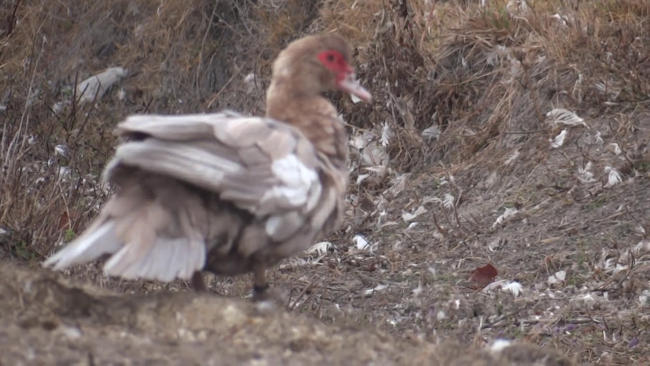 12.11.2018.Video2.The Cairina moschata ducks in OLYMPUS farm today.