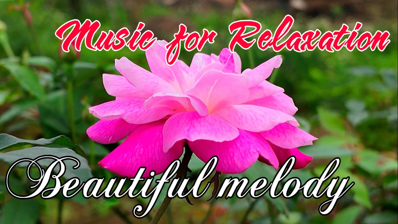 Music for Relaxation and helps reduce stress, Beautiful melody, Relaxing music beautifies the soul